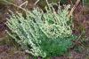 Sage, Smudge Stick, Prairie Sage, Smudge Stick, Prairie