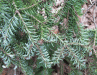 Flower Water: Fir Balsam True Hydrosol, Made at Anarres! Flower Water: Fir Balsam True Hydrosol, Made at Anarres!
