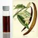 Shows Vanilla plant, flowers, beans
