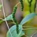 Green berries hang from a catkin of a black pepper  piper nigrum plant.