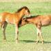 Two tawny wild horses nuzzle each other with fondness  in a green field.