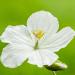 Flower of a geranium pratense 'Galactic' in Raindance Balancing Toner