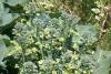 Oil: Broccoli Seed Oil: Broccoli Seed