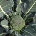 Broccoli or Brassica oleracea in a firm of West Bengal