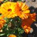 Herb: Calendula aka Marigold