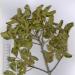 Cedrelopsis katrafay grevei leaves