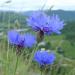 Centaurea cyanus (introduced species) near Peshastin, Chelan County Washington