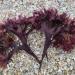 Chondrus crispus. Picture taken by Pauline Poisson.