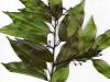 Cinnamon Leaf Organic Essential Oil Cinnamon Leaf Organic Essential Oil