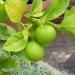 Lime, Key Mexican Social Enterprise Essential Oil