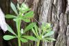 Cleavers C/S Certified Organic Herb, sold by the gram Cleavers C/S Certified Organic Herb, sold by the gram