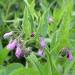 Comfrey Leaf, Certified Organic