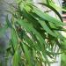 Corymbia citriodora (lemon-scented gum), showing juvenile leaves. Perth, Western