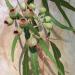Corymbia citriodora (lemon-scented gum), showing fruit. Perth, Western Australia