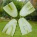 Sliced cucumber Cucumis sativus with seeds
