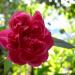 Damask rose Rosa damascena in Rayong