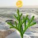 Salts: Cleansing with Mediterranean sea, cedar, lemon