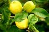 EssentialOil-lemon-Social Enterprise_Anarres