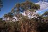 Eucalyptus_Blue_mallee_Essential Oil_Anarres 97kb