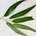 Eucalyptus Leaf Eucalyptus globulus Certified Organic