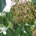 Amyris aka Evodia hupehensis leaves and blossoms