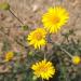 Herbal Oil: Arnica Mexican , Ecocert COSMOS