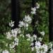 Common thyme Thymus vulgaris leaves and flowers