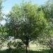 Haie de santal (Santalum austrocaledonicum) in Port-Laguerre New Caledonia