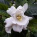 Gardenia Social Enterprise Essential Oil Gardenia Social Enterprise Essential Oil