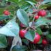 Gaultheria procumbens (wintergreen) by John Delano of Hammond, Indiana