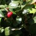 North Carolina Arboretum, Asheville, NC. Names: Gaultheria procumbens L.,