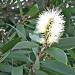 Melaleuca cajeputi used to make cajeput essential oil for Anarres