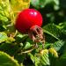 Oil: Rosehip Extra Virgin Unrefined, Certified Organically Grown