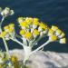 Helichrysum italicum, corsica west coast, France