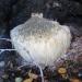 lion's-mane mushroom (Hericium erinaceus)