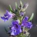 Herbarial hyssop plant, picture taken in private garden