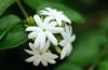 Jasmine Flowers, Certified Organic, Whole Jasmine Flowers, Certified Organic, Whole