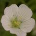 Limnanthes alba, meadowfoam flower
