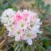Labrador tea in bloom by Qaqqaqtunaaq from Iqaluit, Nunavut, Canada