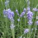 Lavender flowers in London, Lavandula angustifolia