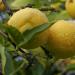 Lemon Essential Oil, Social Enterprise Lemon Essential Oil, Social Enterprise