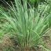 Cymbopogon lemongrass or 'tanglad' in Philippines