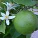 Lime fruit with its white flower