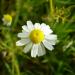 Chamomile Whole Flowers, sold by the gram