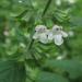  Lemon Balm (Melissa officinalis) blooming in a city neghborhood in Pittsburgh