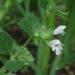 Melissa Leaf and Flower aka Lemon Balm used to make Essential Oil,