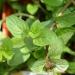 Mentha piperita peppermint in Merrifield Garden Center, Merrifield VA USA