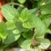 Peppermint growing in Merrifield Garden Center, Merrifield VA USA
