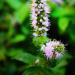Spearmint aka Mentha spicata in flower, Serbia