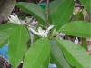 Magnolia, White Jade Leaf Essential Oil